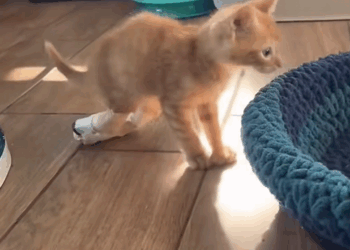 C2409014 saved disabled kitten then #animal #rescue #kitten _part2