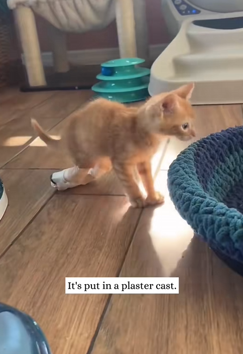 C2409014 saved disabled kitten then #animal #rescue #kitten _part2