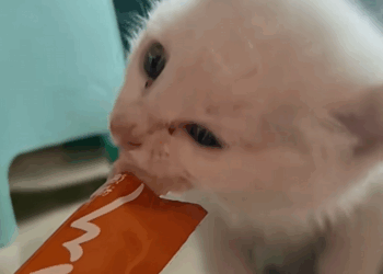 C0609010 Rescue the poor kitten rescue cat _part2