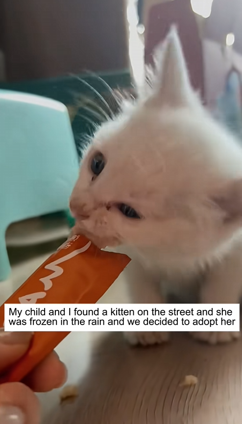 C0609010 Rescue the poor kitten rescue cat _part2