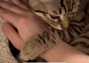 C2409015 There was acrually little cat in lunch box then #animal #rescue_part2