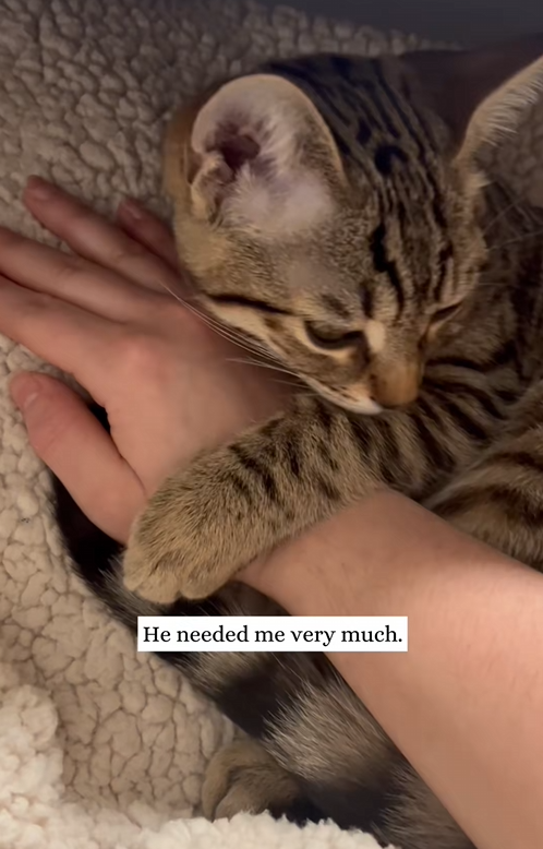 C2409015 There was acrually little cat in lunch box then #animal #rescue_part2