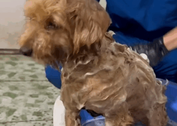 C2509002_puppy begged man to help it then #puppy #animals #rescue…_part2