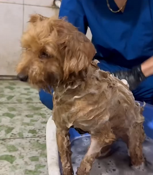C2509002_puppy begged man to help it then #puppy #animals #rescue…_part2
