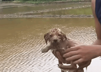 C2509003_Rescue puppy. #rescue #rescueanimals #animals #fyp #puppy_part2