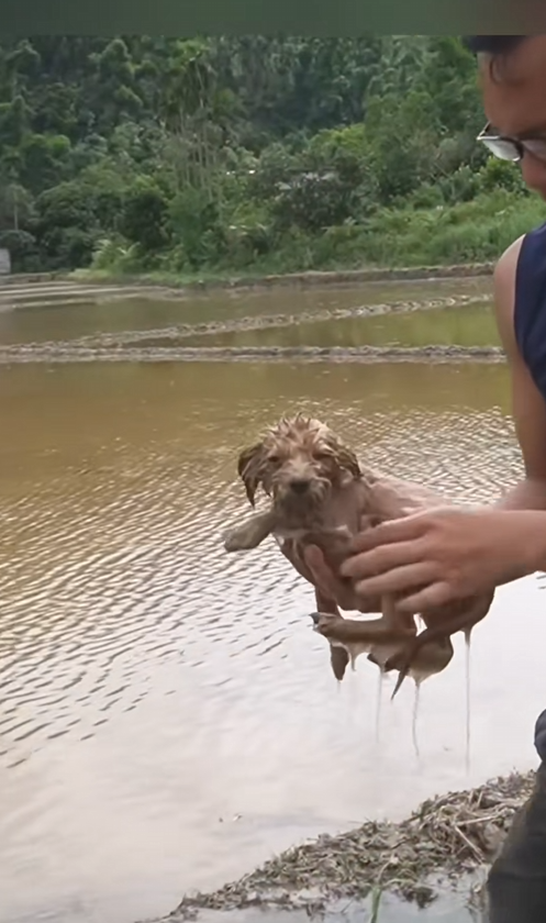 C2509003_Rescue puppy. #rescue #rescueanimals #animals #fyp #puppy_part2