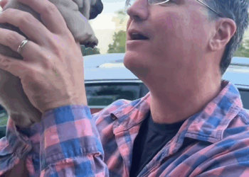 C2509004_Poor puppy. #rescueanimals #animals #puppy #rescue_part2