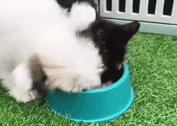 C2509005_woman rescue puppy. #rescue #rescueanimals #animals #puppy #fyp_part2