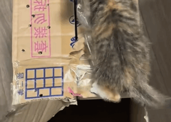 C2509006_Adopted poor kitten.#rescue #kitten #animals #pet #adoptdontshop #fyp_part2