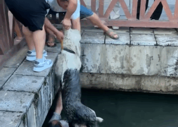 C2509007_Rescued puppy trapped in water then #rescue #puppy #oldengl…_part2