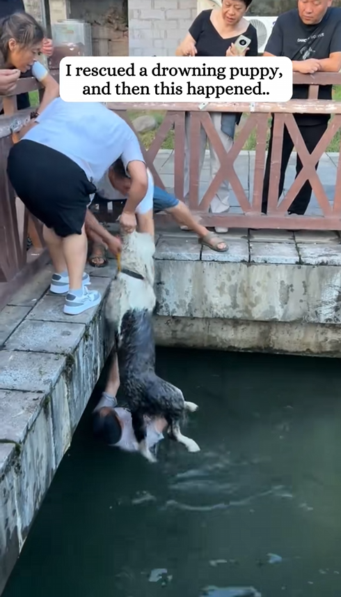 C2509007_Rescued puppy trapped in water then #rescue #puppy #oldengl…_part2