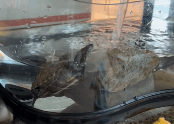 C2509008_Found petrified turtle adopted it.#turtle #rescue #fyp #animals_part2