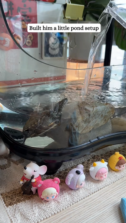 C2509008_Found petrified turtle adopted it.#turtle #rescue #fyp #animals_part2
