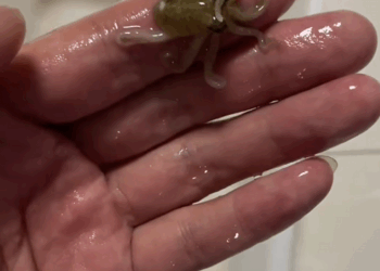 C2509009_adopted baby octopus raised it.#rescue #octopus #fyp #animals_part2