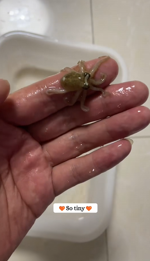 C2509009_adopted baby octopus raised it.#rescue #octopus #fyp #animals_part2