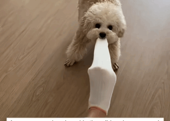 C0609011 Rescue the puppy in the rain _part2