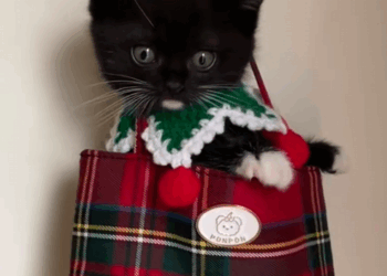 C2509010_got picked by mama cat,and ended up raising her baby.#kitten #r…_part2