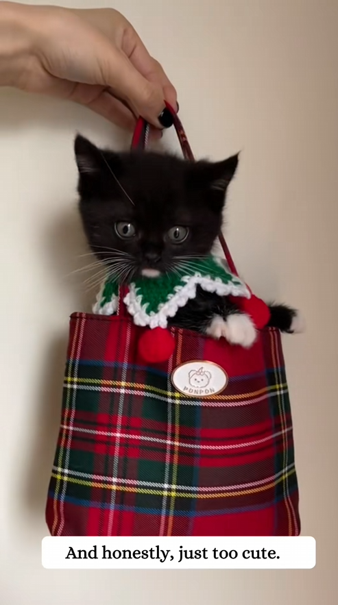 C2509010_got picked by mama cat,and ended up raising her baby.#kitten #r…_part2