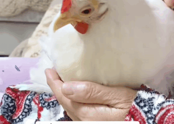 C2509011_#cochinchicken #foryou #rescue #chicken #rescueanimals_part2