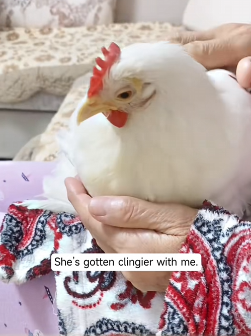 C2509011_#cochinchicken #foryou #rescue #chicken #rescueanimals_part2