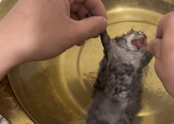 C2509012_You rescued little kitten had been abandoned by its mother due…_part2