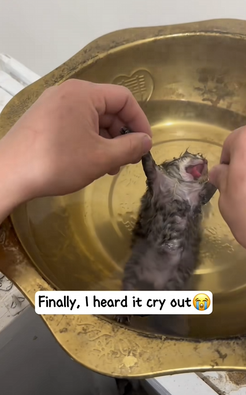 C2509012_You rescued little kitten had been abandoned by its mother due…_part2