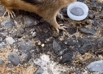 C2509013_Cute chipmunk #fyp #tiktok #animals #story #viral #foryou_part2