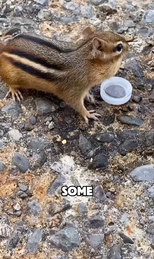 C2509013_Cute chipmunk #fyp #tiktok #animals #story #viral #foryou_part2