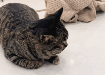 C2509014_deflating kites #Tiktok #foryou #cat #fyp #pet #story #cute_part2