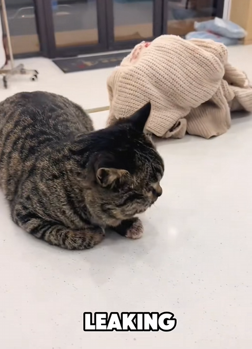 C2509014_deflating kites #Tiktok #foryou #cat #fyp #pet #story #cute_part2