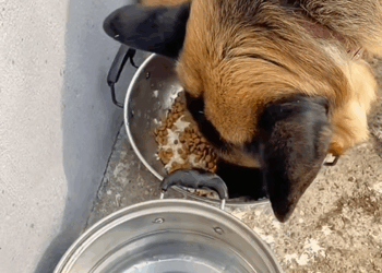 C2509015_warm loving father son duo #tiktok #foryou #cute #dog #pets #l…_part2