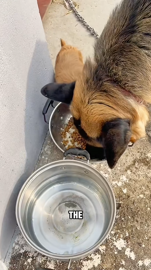 C2509015_warm loving father son duo #tiktok #foryou #cute #dog #pets #l…_part2