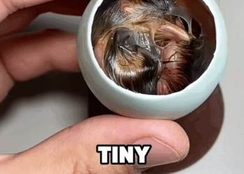 C2509016_Found living egg #tiktok #fyp #cute #story #animals #foryou_part2