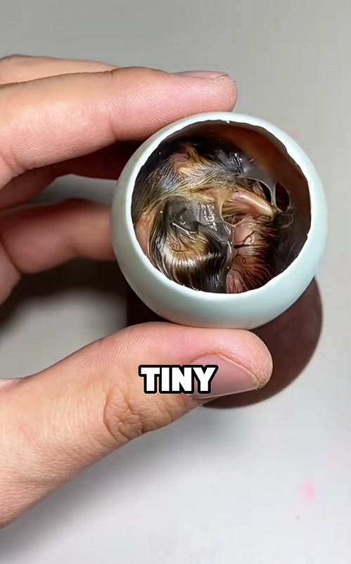 C2509016_Found living egg #tiktok #fyp #cute #story #animals #foryou_part2