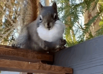 C2509017_Poor squirrel #tiktok #animals #story #pet #fyp #foryou_part2