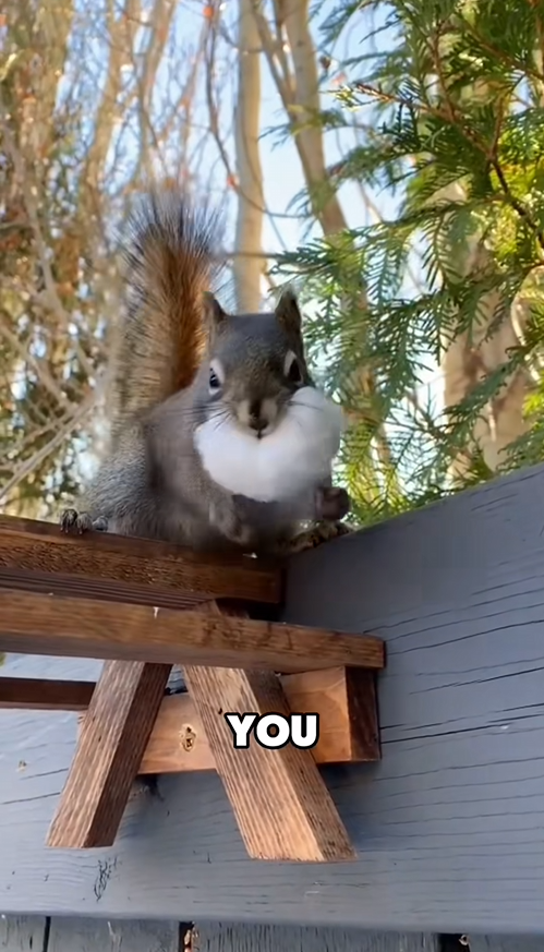 C2509017_Poor squirrel #tiktok #animals #story #pet #fyp #foryou_part2