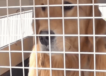 C2509018_Poor golden retriever couple #tiktok #foryou #fyp #dog #story #animals_part2