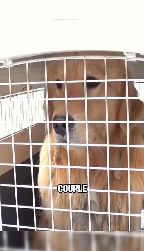 C2509018_Poor golden retriever couple #tiktok #foryou #fyp #dog #story #animals_part2