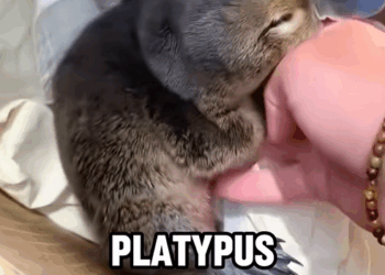 C2509019_Caught weird little guy #story #animals #tiktok #foryou #fyp_part2