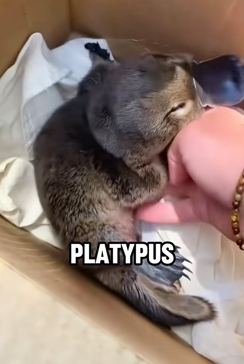 C2509019_Caught weird little guy #story #animals #tiktok #foryou #fyp_part2