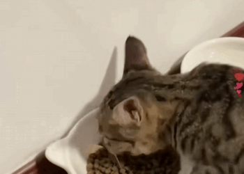 C0609012 Save an injured kitten and bring her home to raise her up _part2