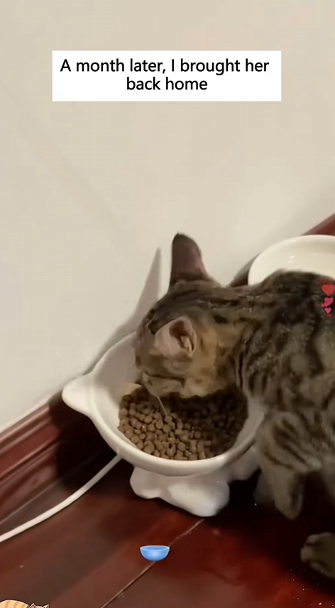 C0609012 Save an injured kitten and bring her home to raise her up _part2