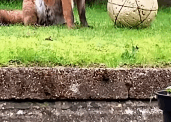 C2509020_Kind fox #tiktok #fyp #foryou #story #animals #cute_part2