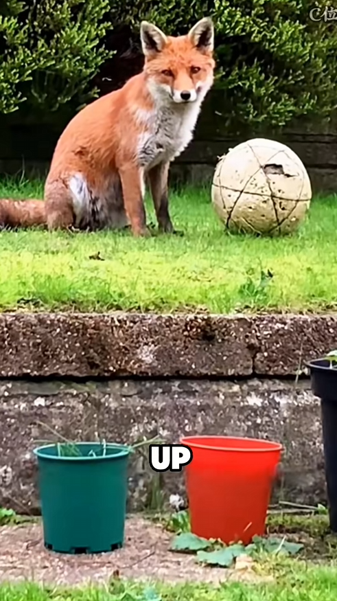 C2509020_Kind fox #tiktok #fyp #foryou #story #animals #cute_part2