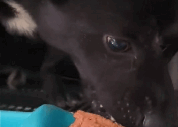 C2509021_Rescue poor dog#rescue #cute #helpanimals #love #dog_part2