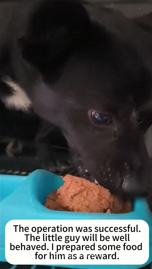 C2509021_Rescue poor dog#rescue #cute #helpanimals #love #dog_part2