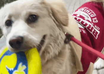 C2509022_Meeting stray dog during our travels#dog #dogs #doglove#dogsoftikto…_part2