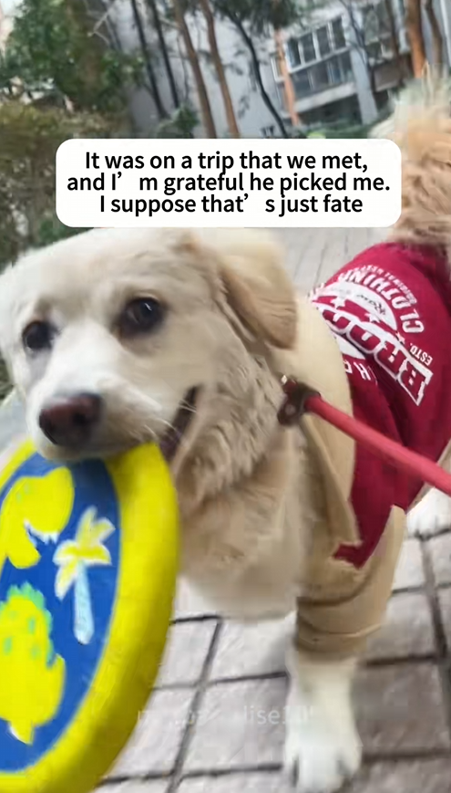 C2509022_Meeting stray dog during our travels#dog #dogs #doglove#dogsoftikto…_part2