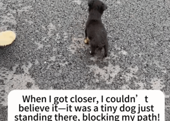 C2509023_Rescue stray dogs #rescue #cute #helpanimals #love #dog_part2