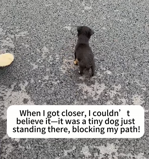 C2509023_Rescue stray dogs #rescue #cute #helpanimals #love #dog_part2